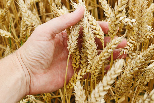 wheat and grain
