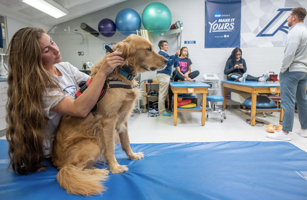 Meet Loch, Augusta University's Therapy Dog Training & Conditioning